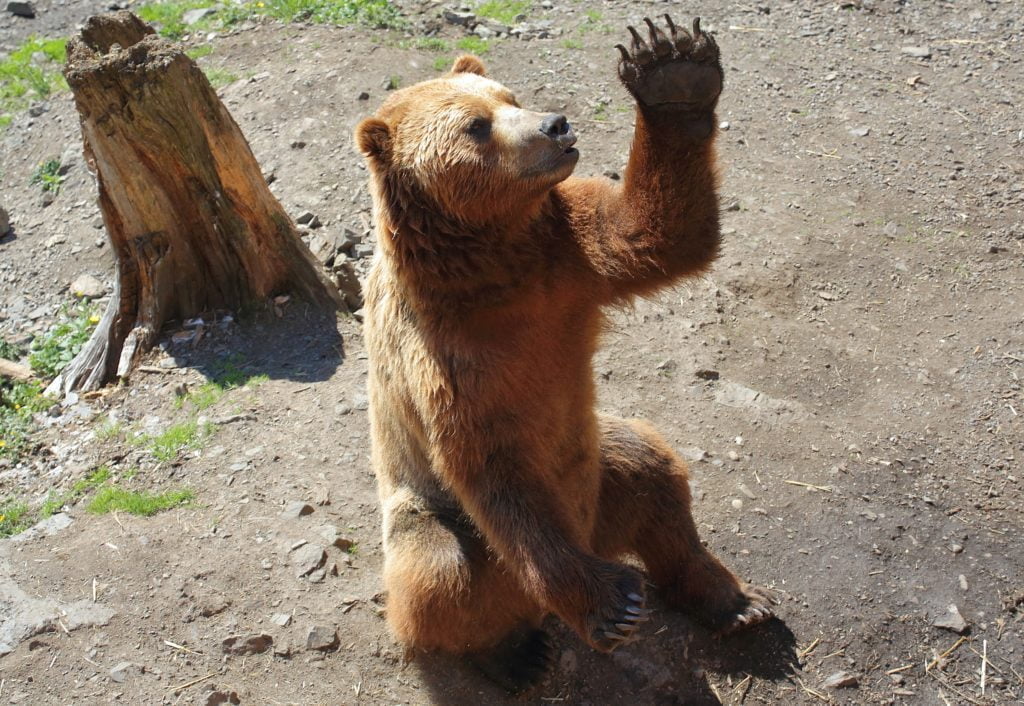 挙手クマの画像